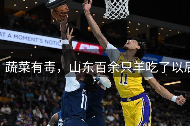 蔬菜有毒，山东百余只羊吃了以后死亡